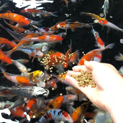Koi Fish Food |0 lb Small 3mm Floating Pellets for Koi & Goldfish, All Seasons Pond Care