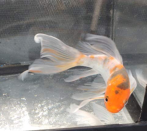 Taisho Sanke Butterfly Koi Fish Tank Decor for Aquariums | Easy Maintenance | Perfect for Beginners | 3" Model | Beautif